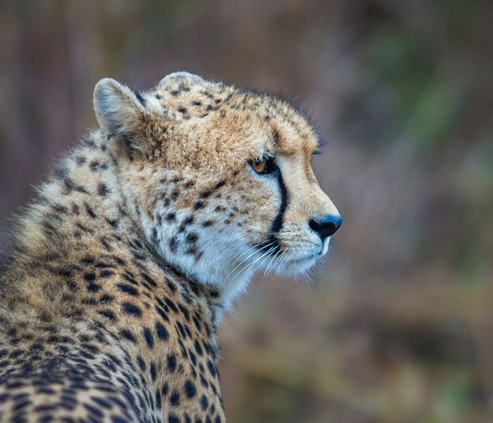 Gepard