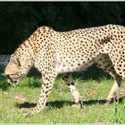 Gepard