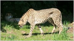 Gepard