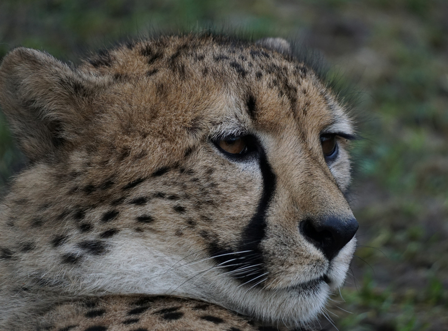 Gepard