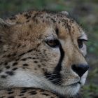 Gepard