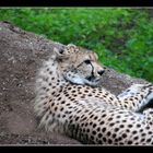 Gepard