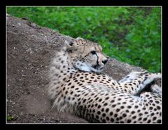 Gepard