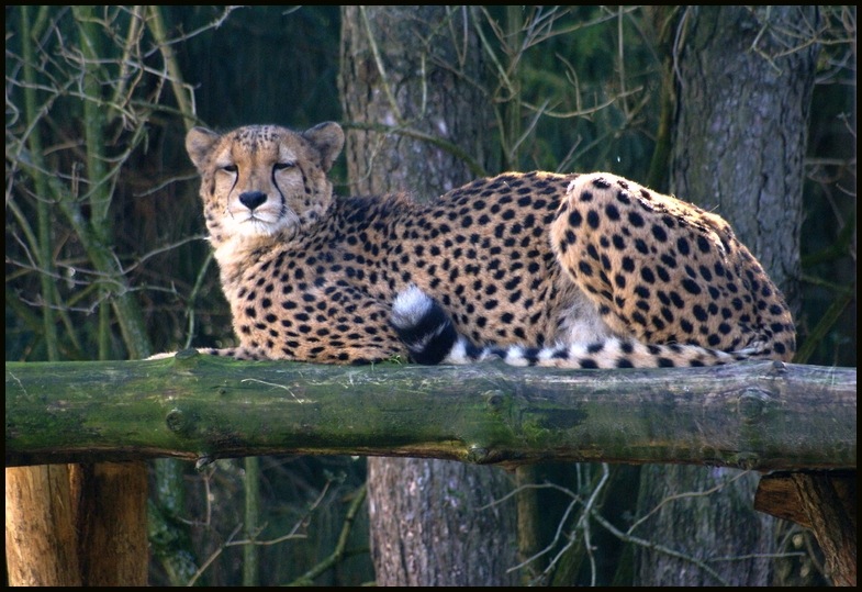 Gepard