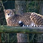 Gepard