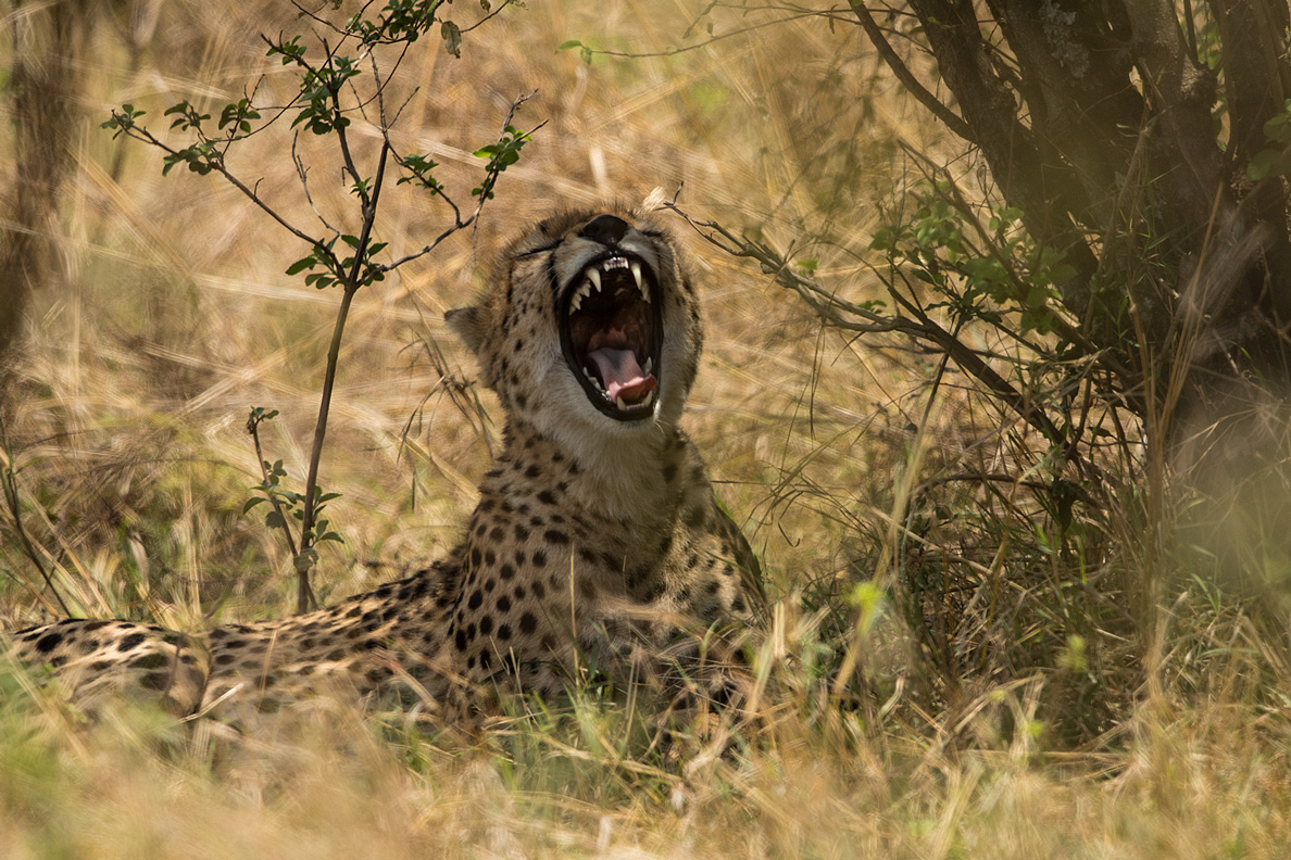 Gepard