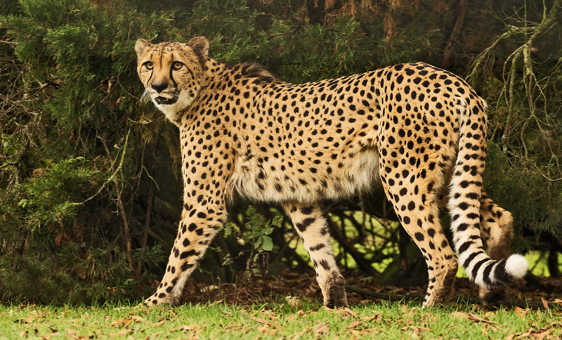 Gepard 