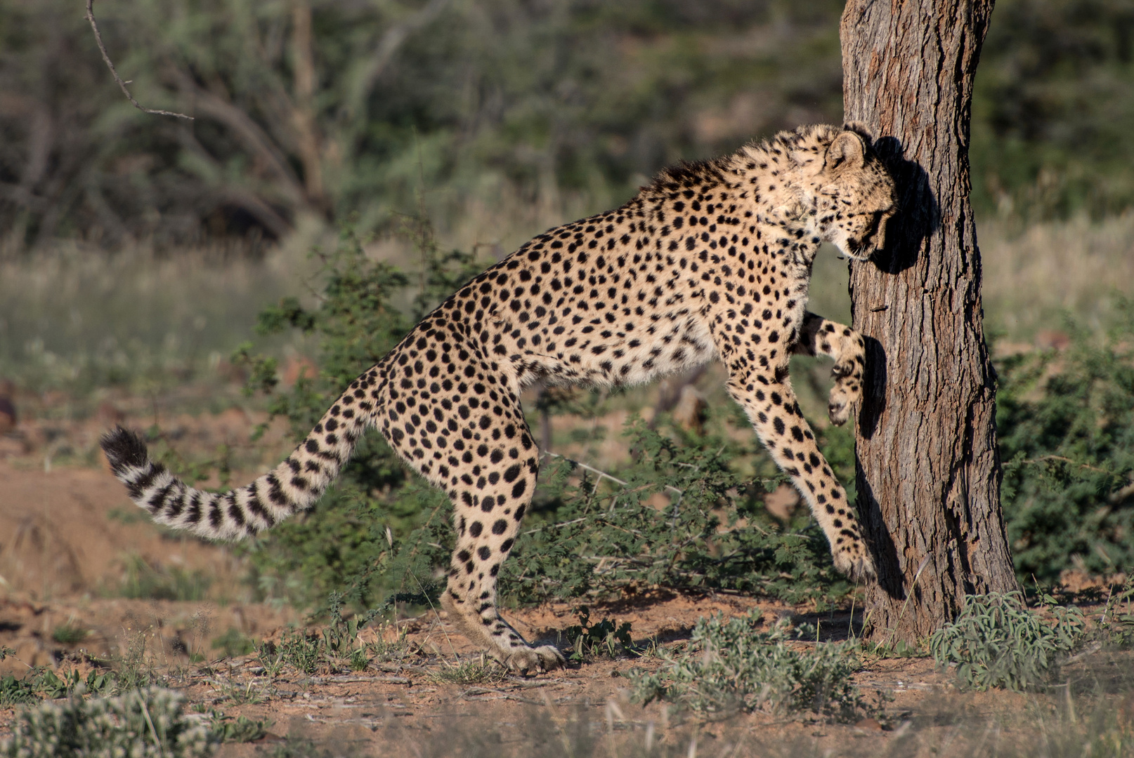 Gepard