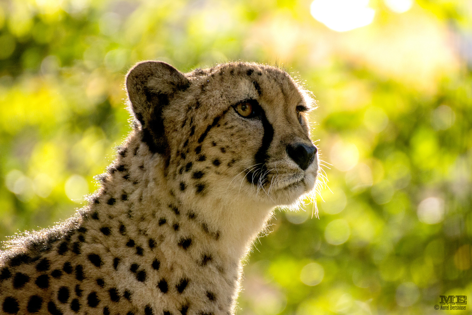 Gepard