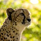 Gepard