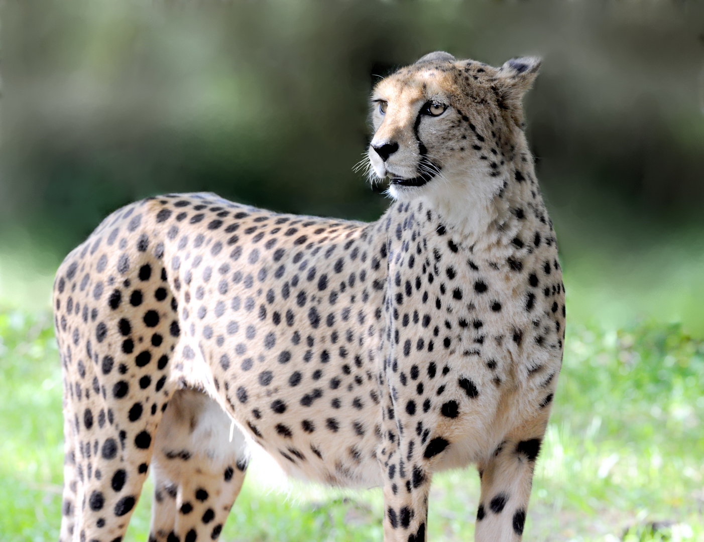 Gepard