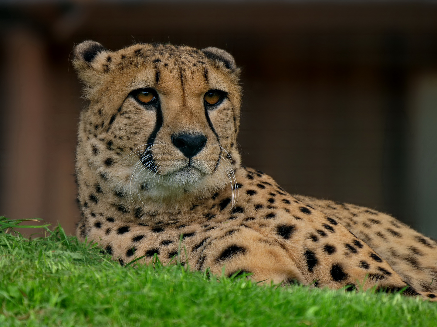 Gepard