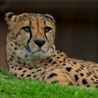 Gepard