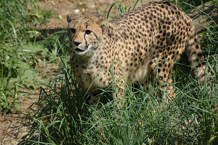 Gepard