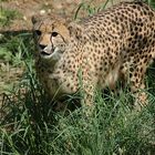 Gepard