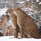 Gepard