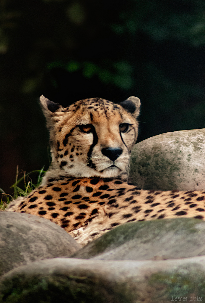 Gepard