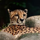 Gepard