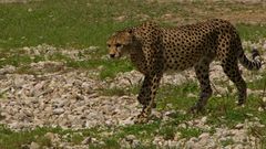 Gepard