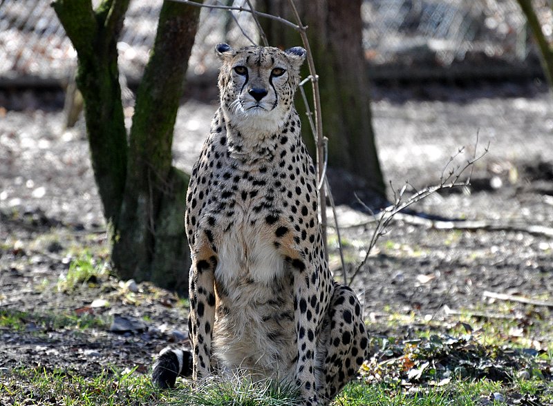 Gepard