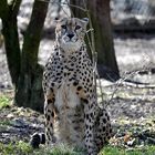 Gepard