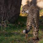 Gepard