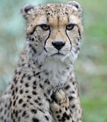 Gepard