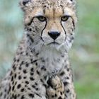 Gepard