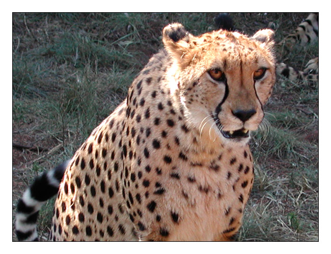 Gepard