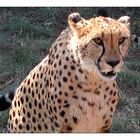 Gepard