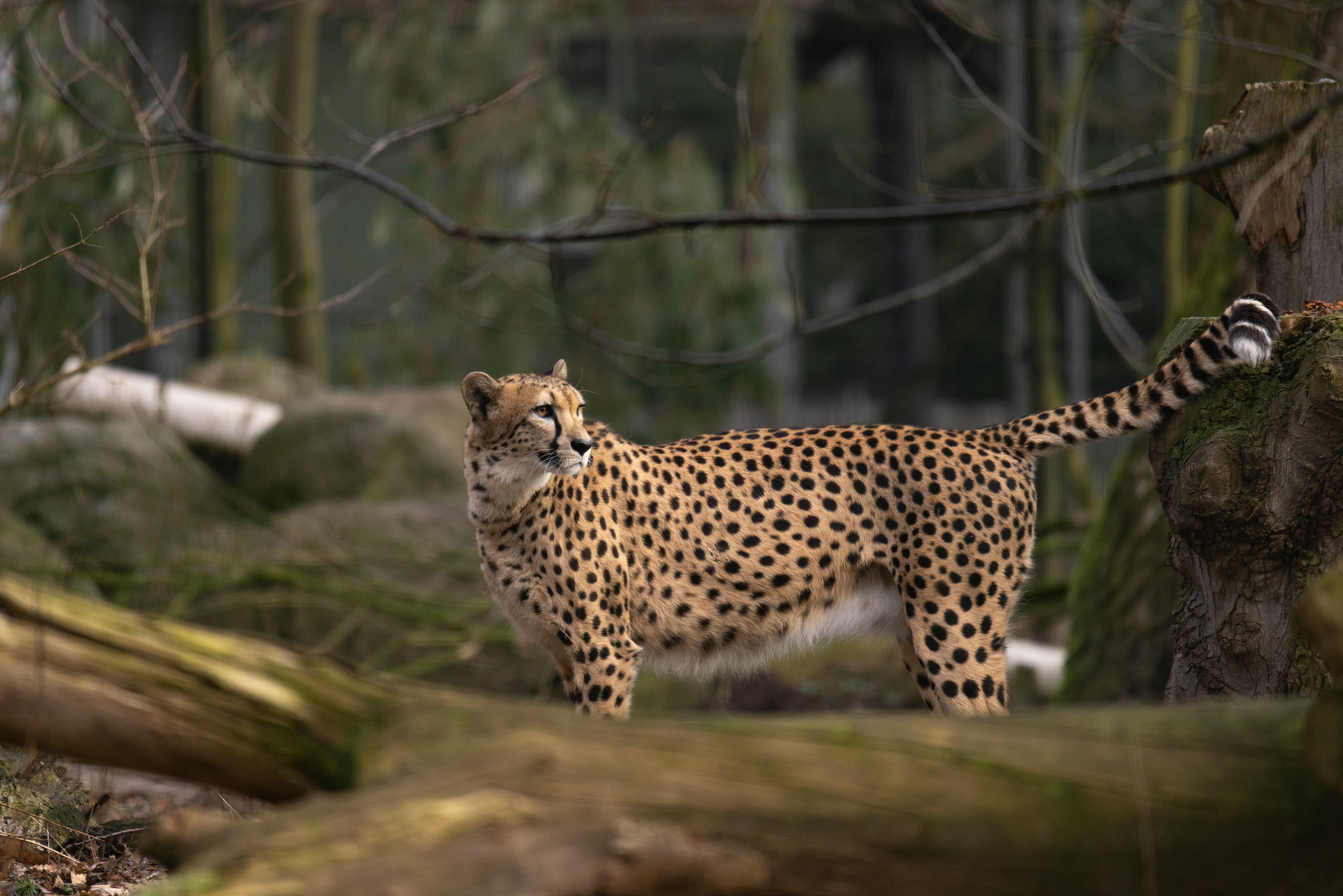 Gepard