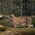 Gepard