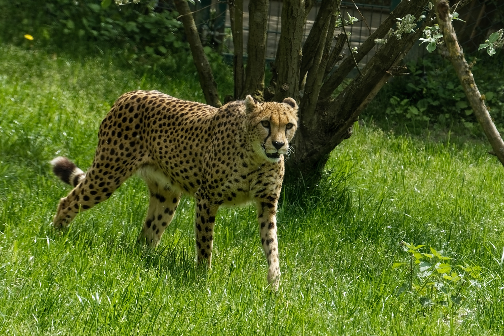 Gepard