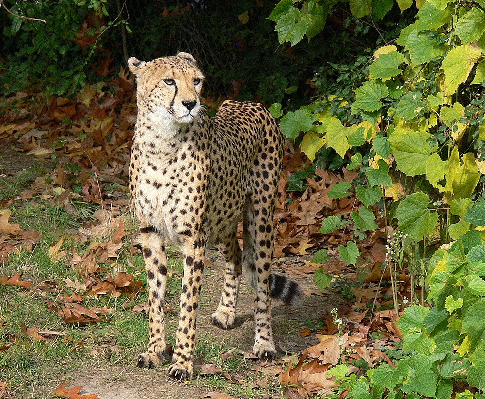 Gepard