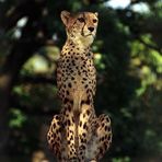 Gepard 1