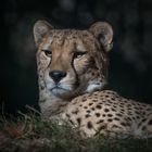 Gepard 1 