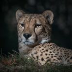 Gepard 1 