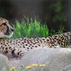 Gepard -1-
