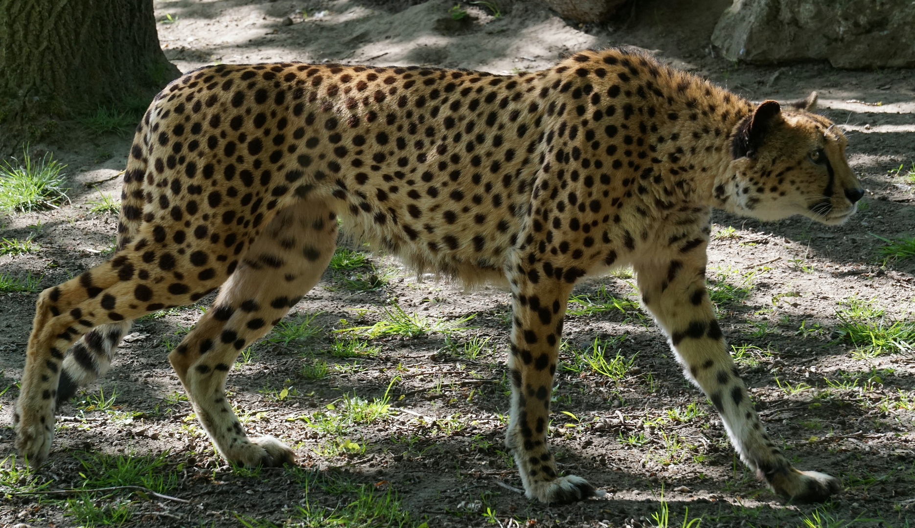 Gepard (1)