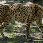 Gepard (1)