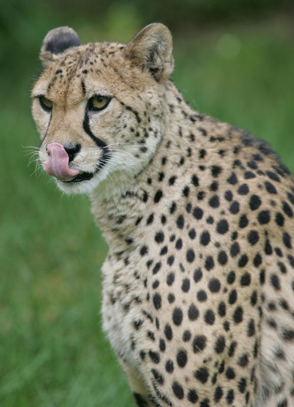 Gepard 1