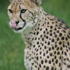 Gepard 1