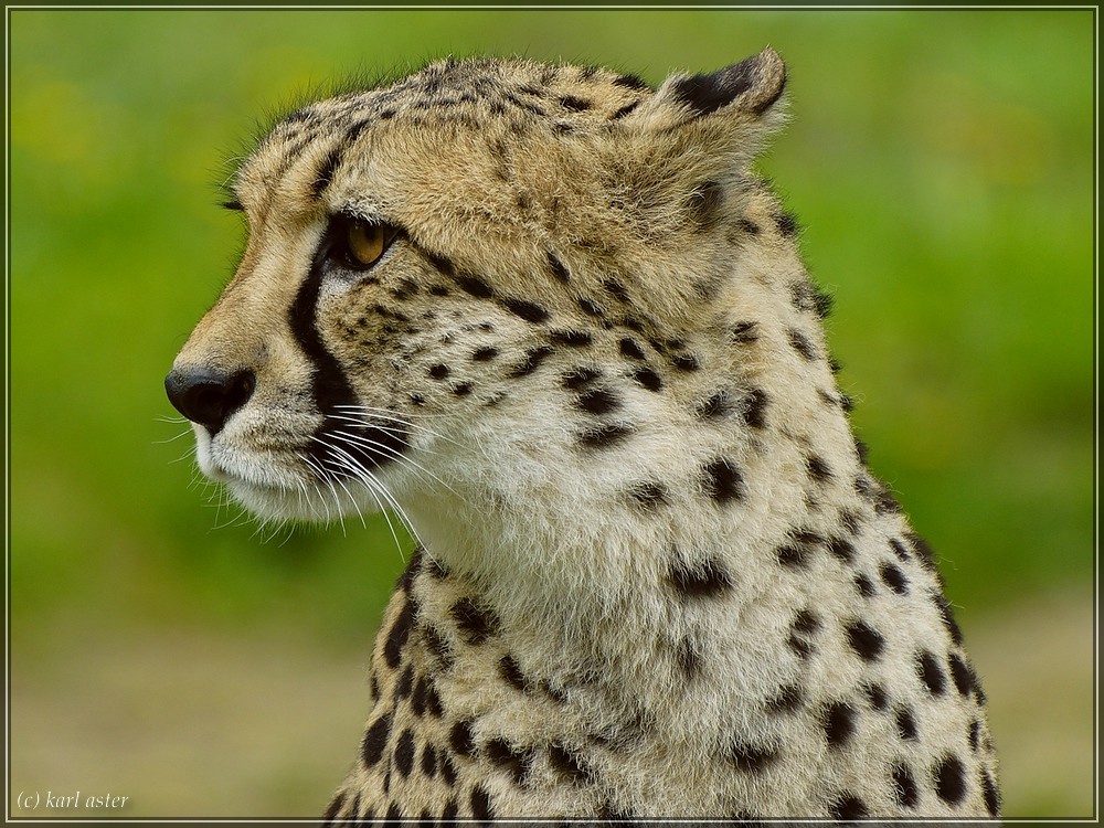 Gepard 1