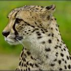 Gepard 1