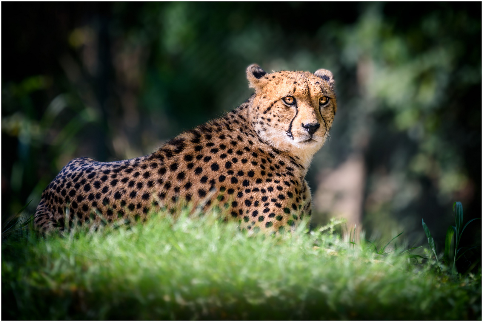 Gepard 1