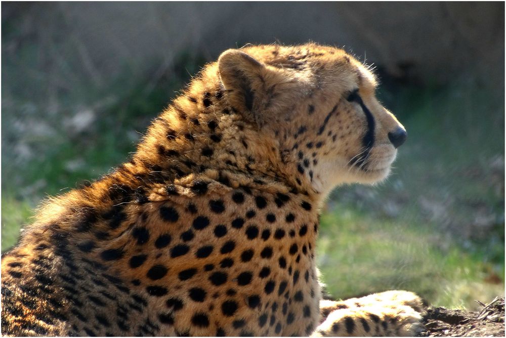 Gepard (1) Neuwieder Zoo