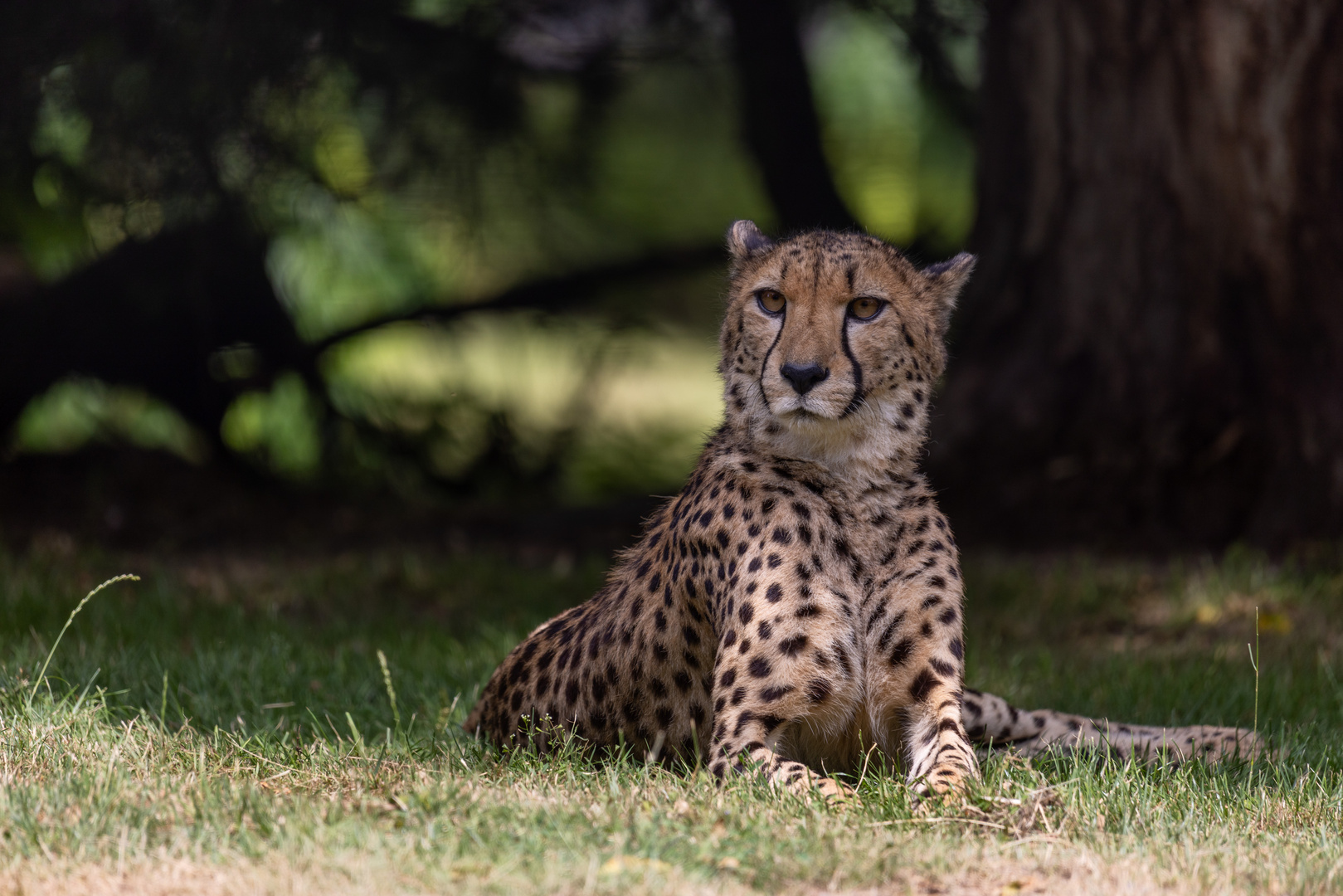 Gepard