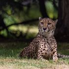 Gepard