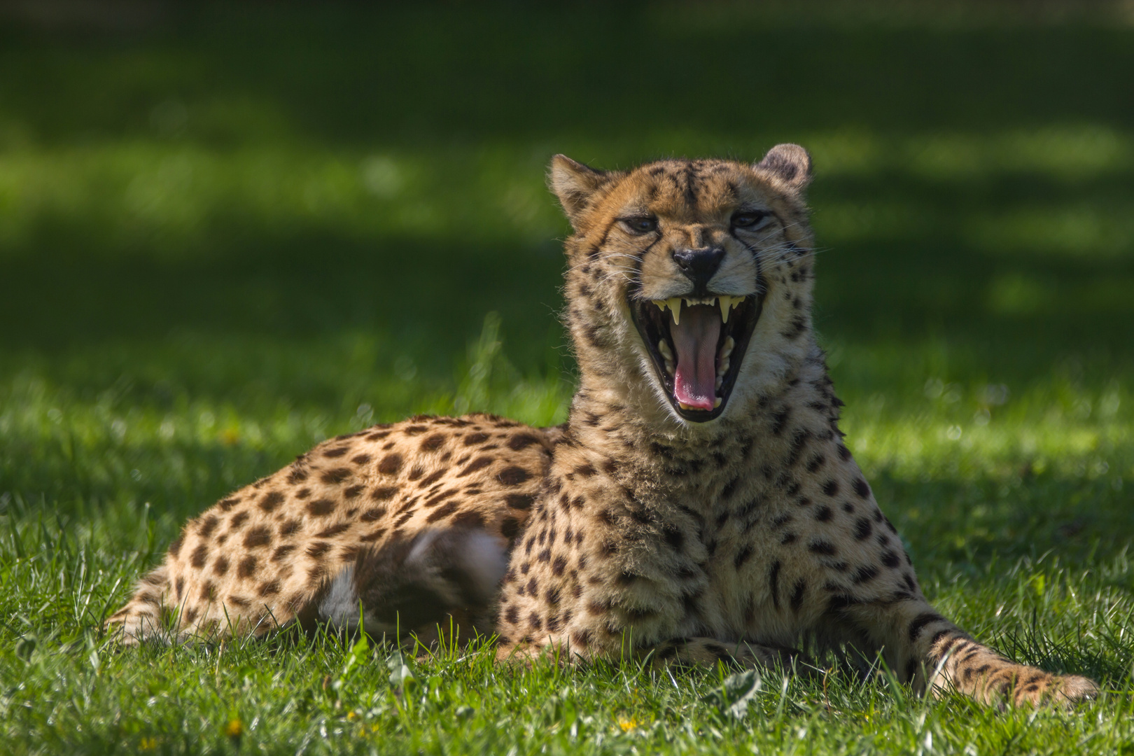 Gepard