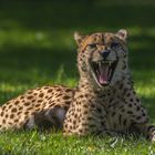 Gepard